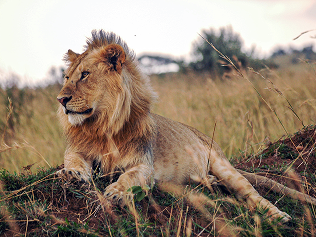 Lion Male by Johnny Wilson